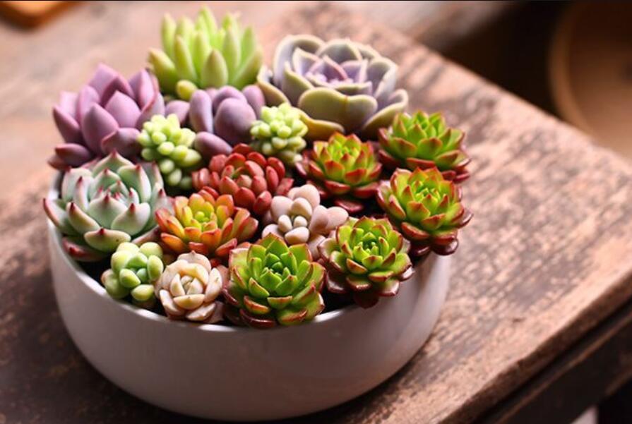 南寧花藝資訊：多肉花籃怎么做？