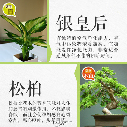 哪些綠植適合放在室內(nèi)？南寧花藝師培訓學校盤點清單