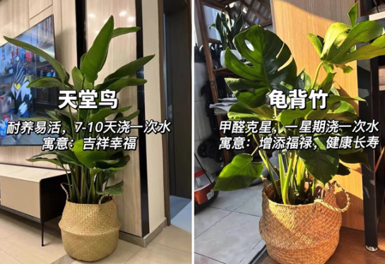 適合放在客廳的綠植，廣西花藝綠植培訓(xùn)分享
