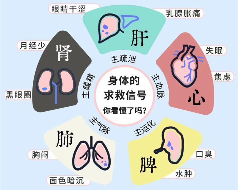南寧專業(yè)美容管理學校：五臟六腑如何管理？