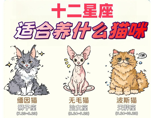 12星座適合養(yǎng)什么貓咪？